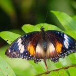 butterfly, common eggfly, insect-8156563.jpg