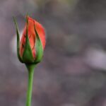 rose, flower, bud-8148008.jpg